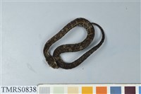 藏品(菊池氏龜殼花)的圖片